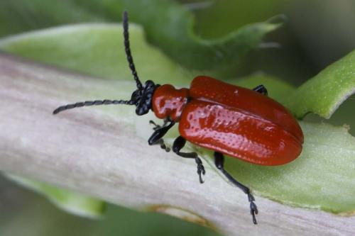 Réf. 259 524 : Lilioceris lilii