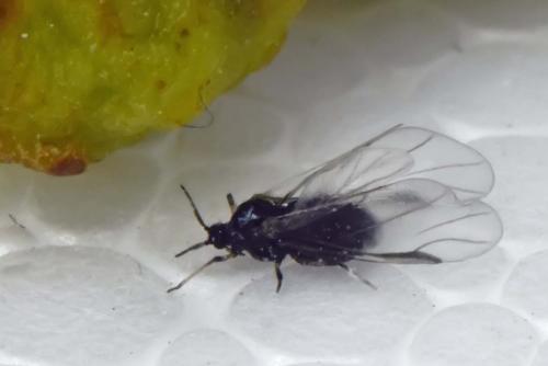 Tetraneura ulmi