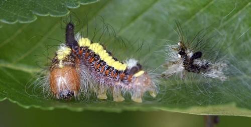 Réf. 259 989 : Acronicta psi