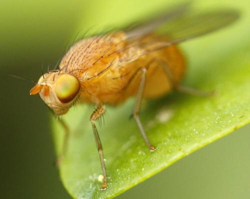 Sapromyzosoma quadricincta
