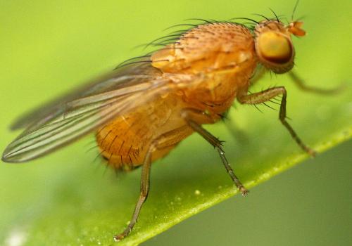 Réf. 259 530 : Sapromyzosoma quadricincta