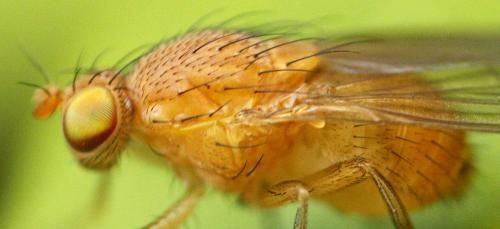 Sapromyzosoma quadricincta