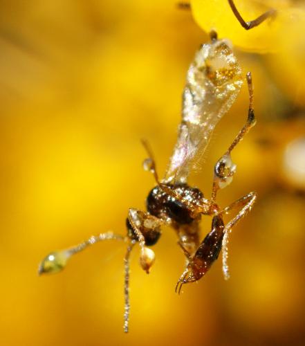 Binodoxys angelicae