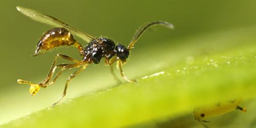 Binodoxys angelicae