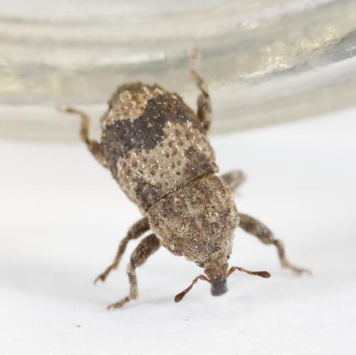 Réf. 259 280 : Dichromacalles diocletianus