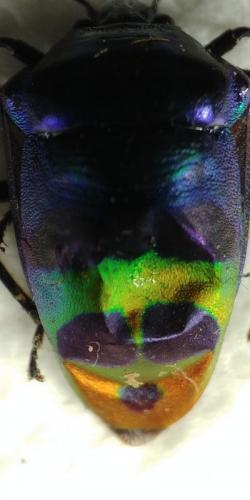 Réf. 259 246 : Scutellerinae inconnu