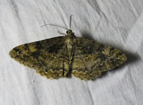 Réf. 259 760 : Alcis repandata