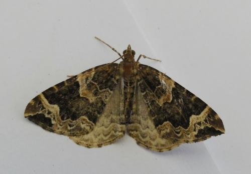 Réf. 259 508 : Eulithis prunata
