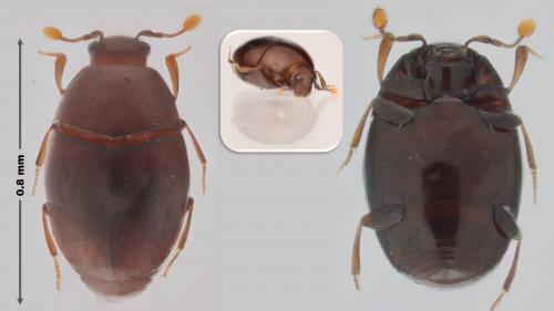 Aeletes atomarius