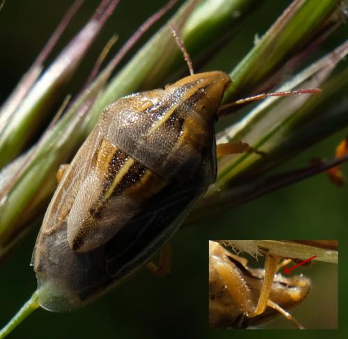 Réf. 259 348 : Aelia rostrata rostrata