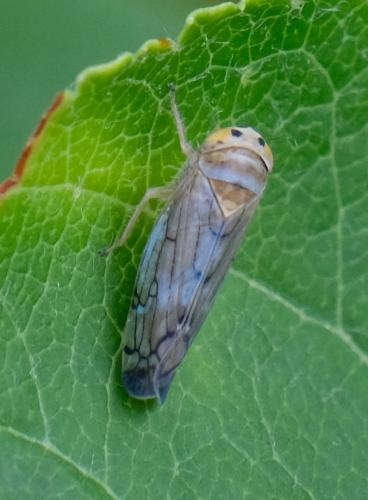 Anoplotettix sp.