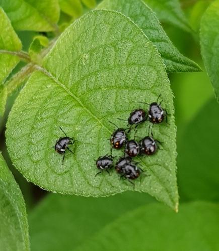 Nezara viridula