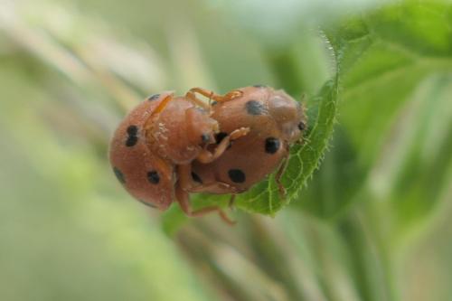 Henosepilachna sp.