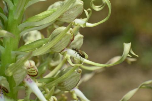 Dasytes sp.