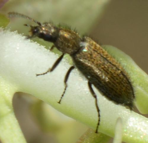 Dasytes sp.