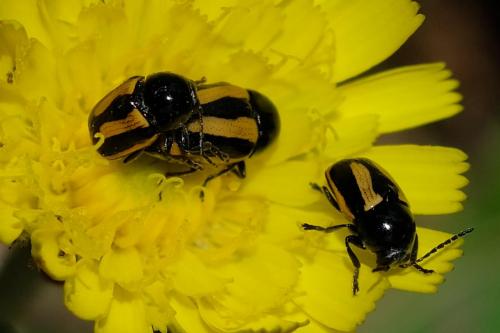 Cryptocephalus vittatus