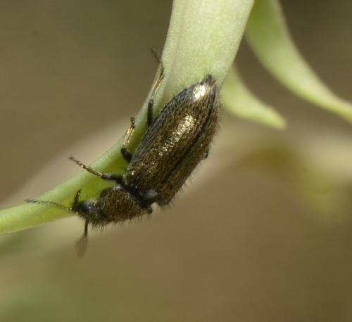Réf. 259 821 : Dasytes sp.