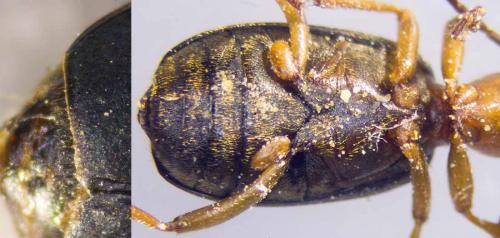 Brachinus crepitans