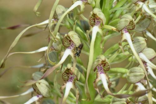Réf. 259 657 : Hylaeus sp.