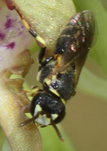 Réf. 259 658 : Hylaeus sp.