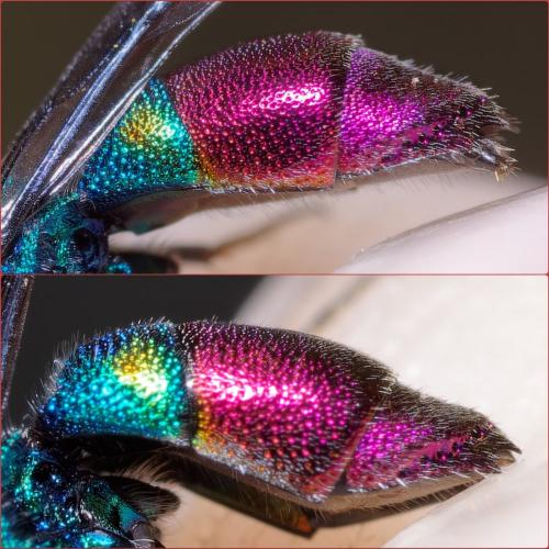 Chrysis fulgida