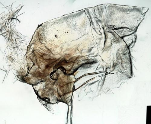 Caradrina sp.