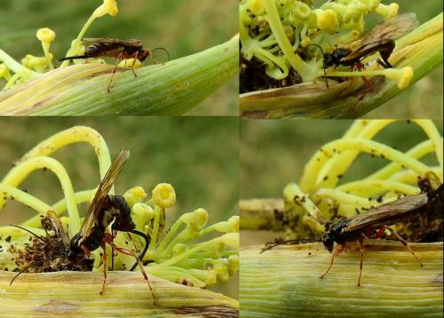 Réf. 259 512 : Pimplinae inconnu