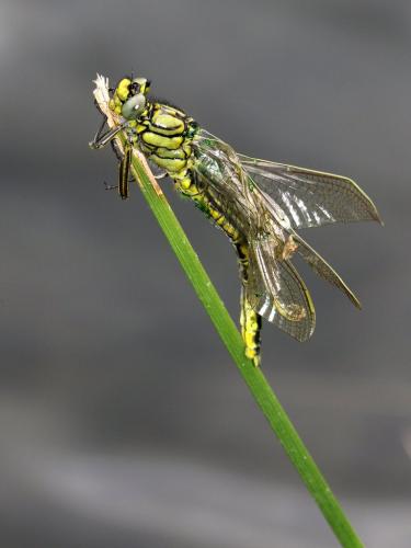 Réf. 259 384 : Gomphus pulchellus