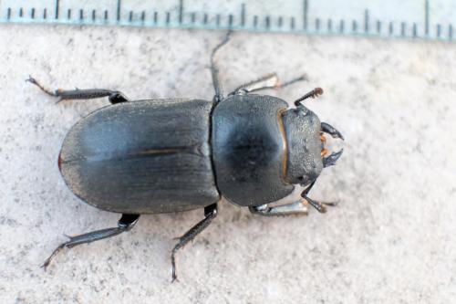 Réf. 259 800 : Dorcus parallelipipedus