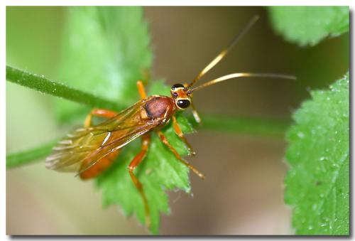 Réf. 259 581 : Lymantrichneumon disparis