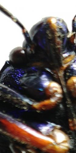Scutellerinae