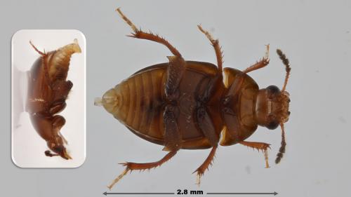 Réf. 259 159 : Leiodes polita