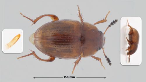 Leiodes polita