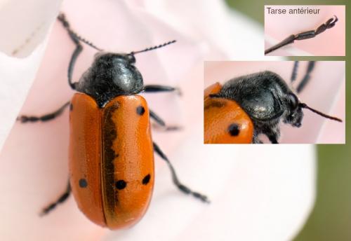 Lachnaia pubescens
