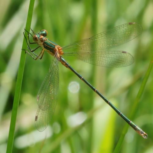 Lestes sponsa