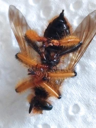 Pogonosoma maroccanum