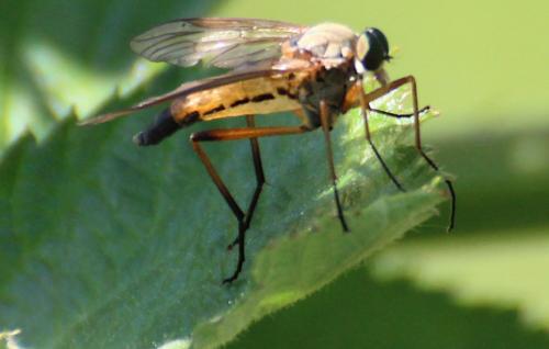 [Rhagio sp.] Rhagionidae ?? Moustique%20web