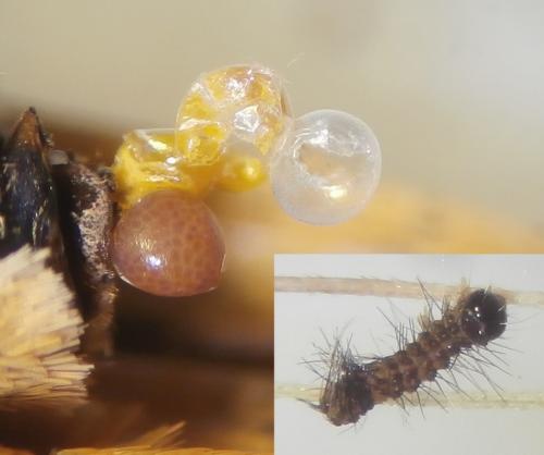 Réf. 259 732 : Coscinia striata