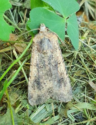 Réf. 259 135 : Peridroma saucia