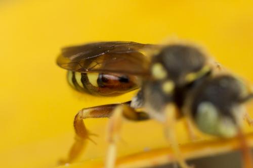 Nomada basalis