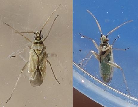 Hoplomachus flavopilosus