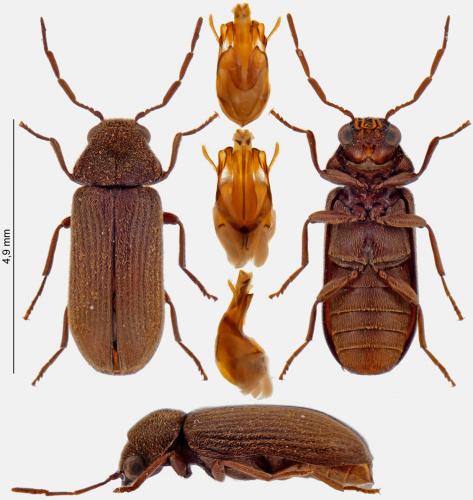 Réf. 259 626 : Oligomerus ptilinoides