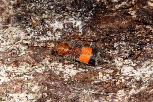 Enoclerus ichneumoneus