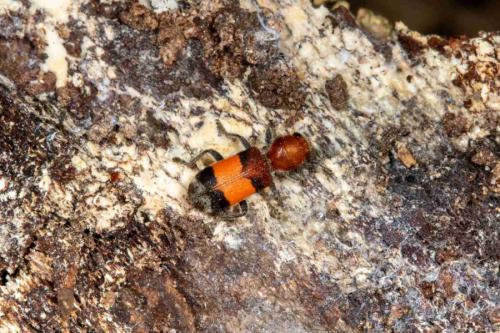 Enoclerus ichneumoneus