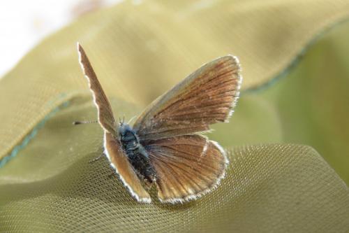 Réf. 259 126 : Cyaniris semiargus