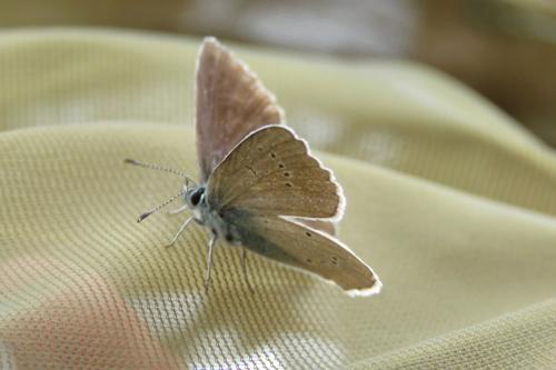 Réf. 259 128 : Cyaniris semiargus