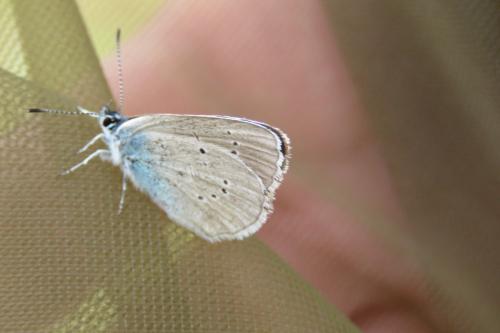 Cyaniris semiargus