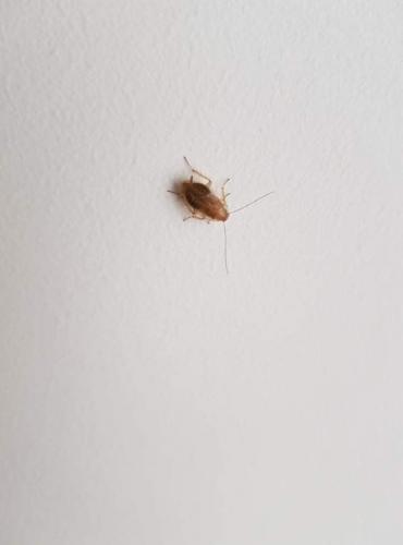 Ectobius pallidus