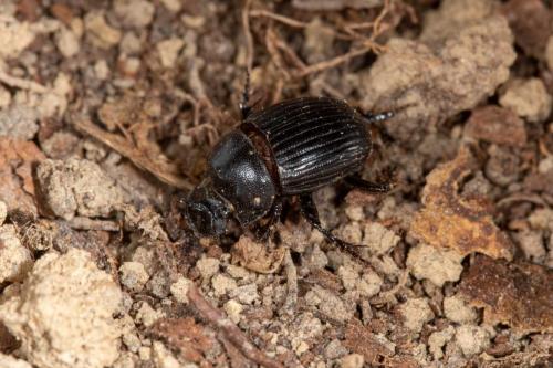Copris minutus