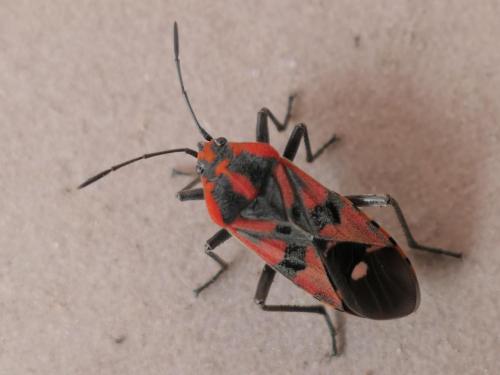 Réf. 259 947 : Spilostethus pandurus